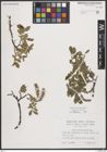 Foto von Salix breviserrata Flod.